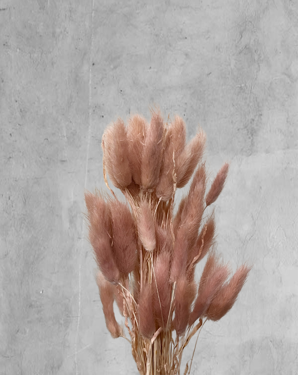 Colitas de conejo Rosa Viejo Claro