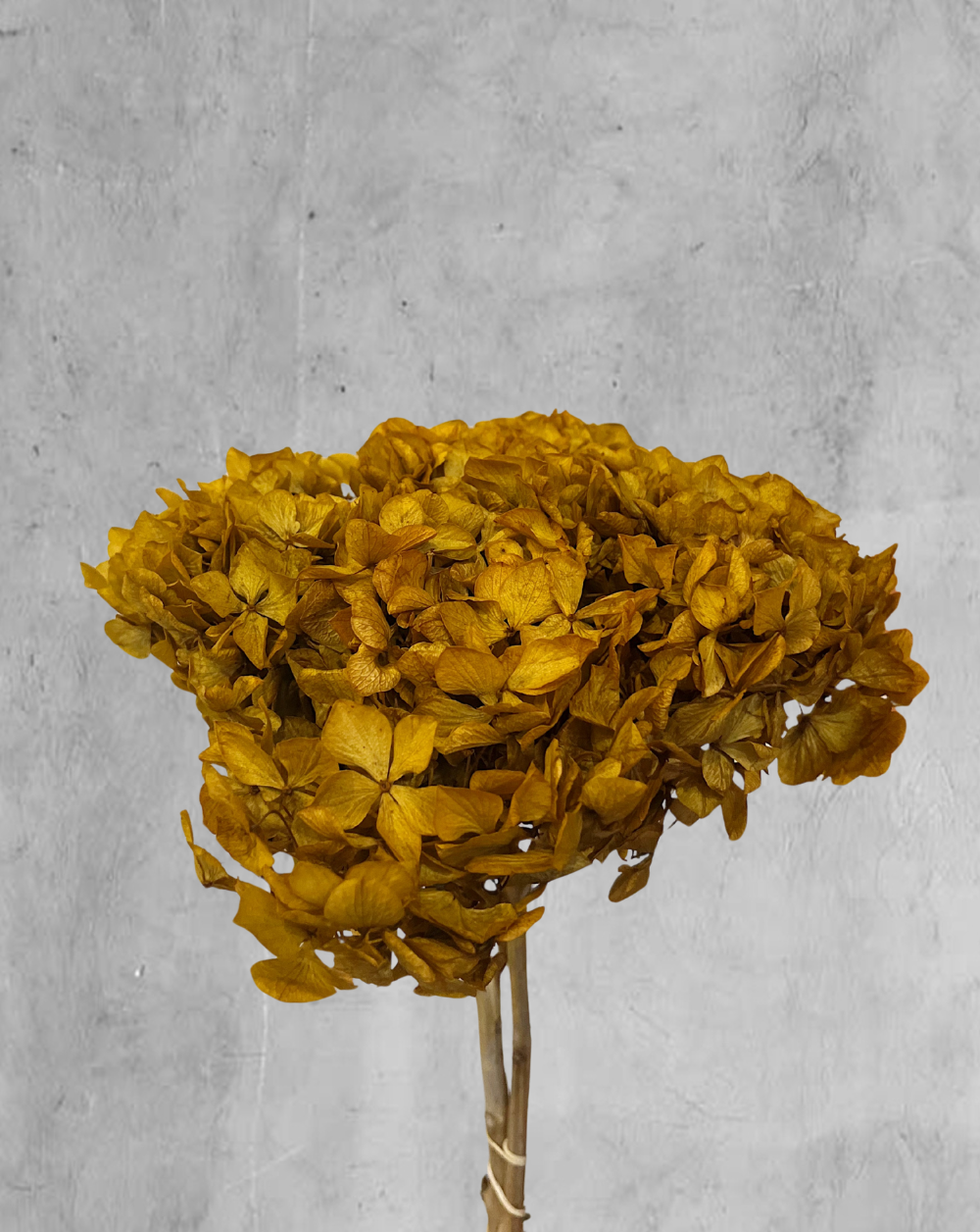 Hortensia Mostaza Talla M