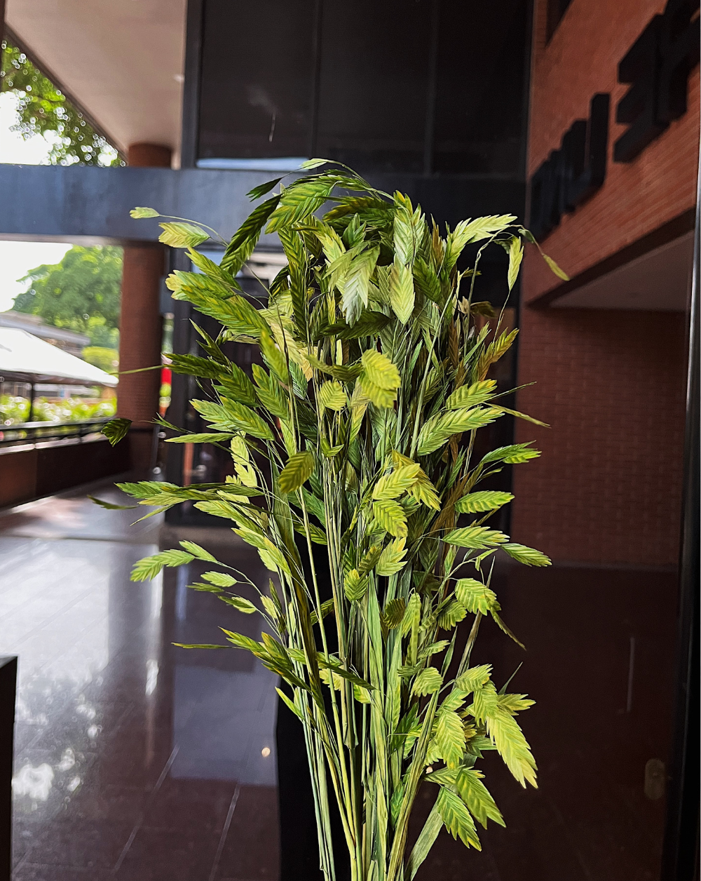Oat Grass Verde