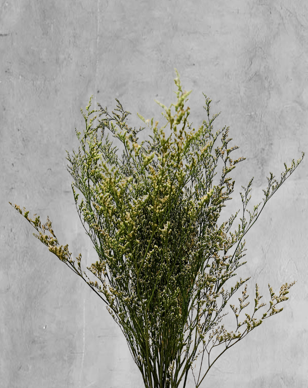 Caspia Verde