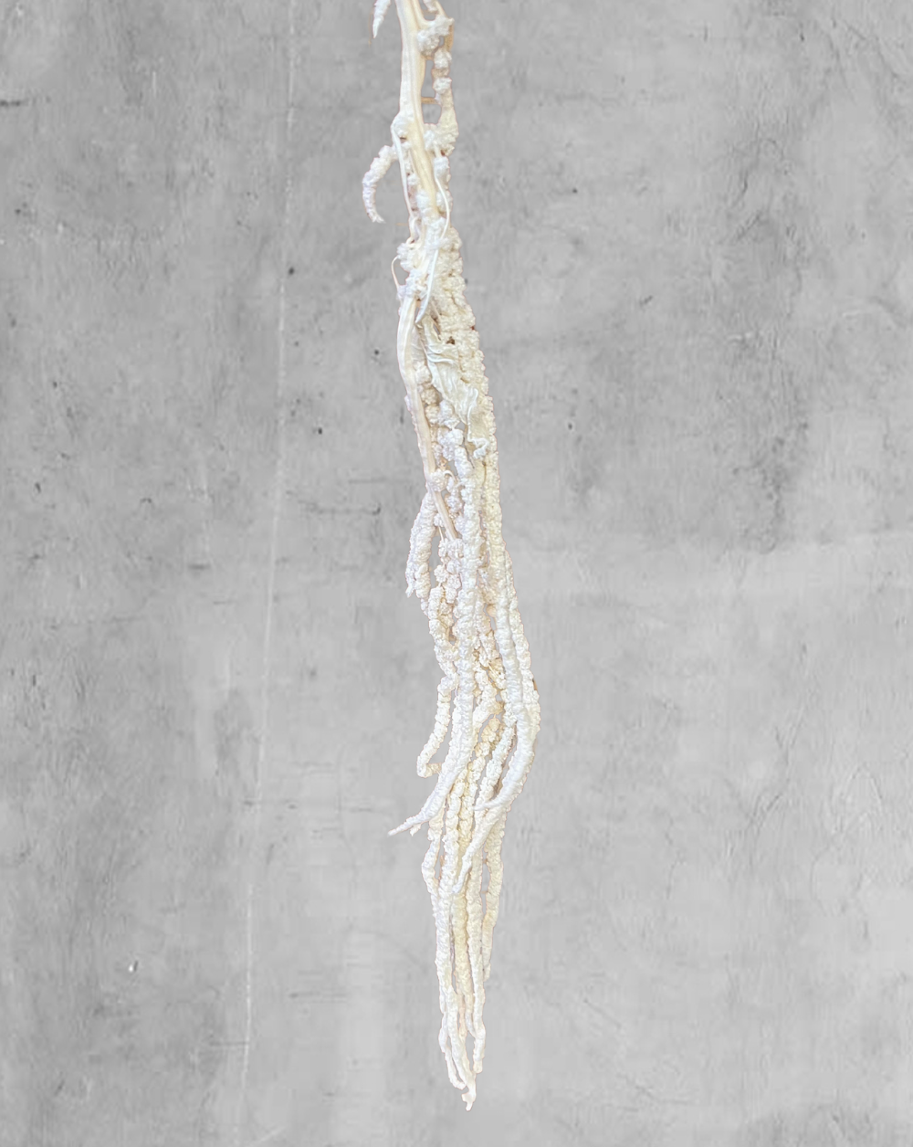 Amaranthus Colgante Blanco