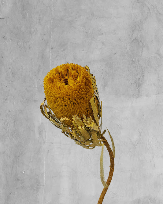 Banksia Amarilla