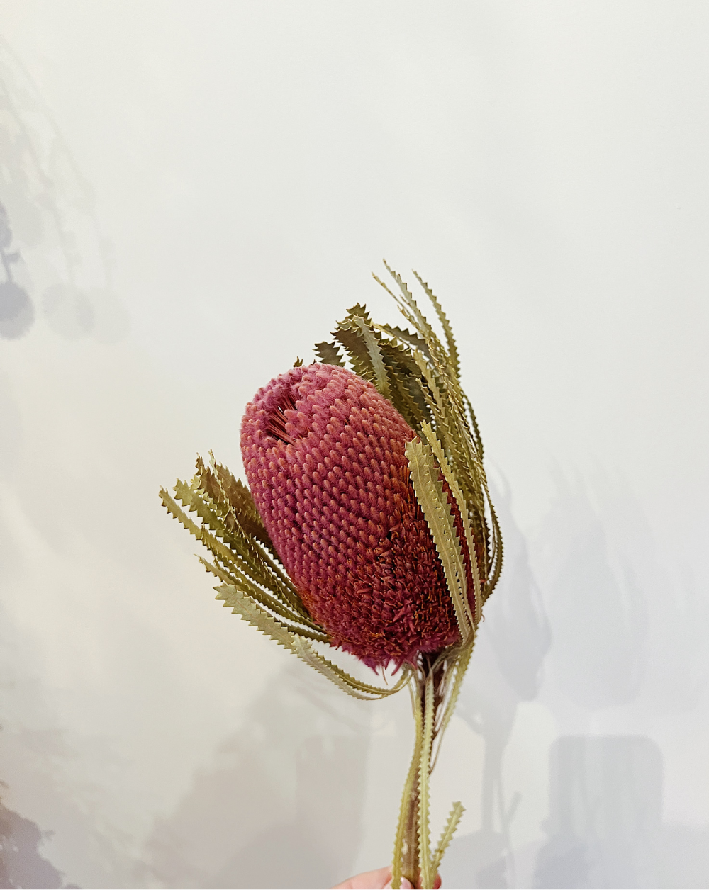 Banksia Rosada
