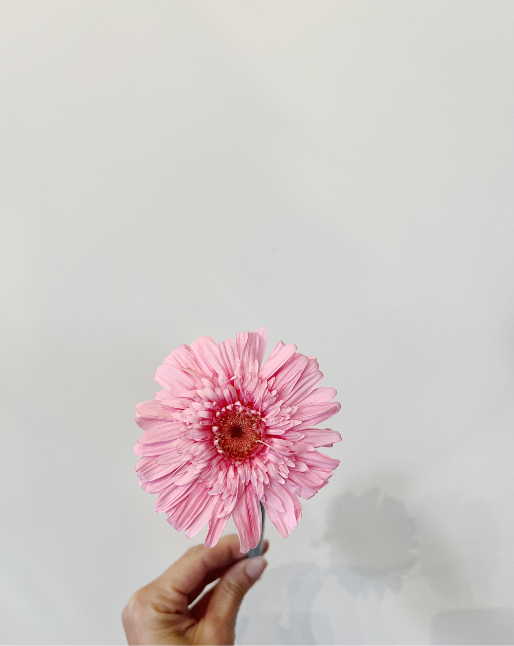 Gerbera rosada