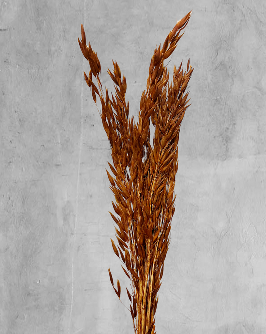 Oat Grass Terracota