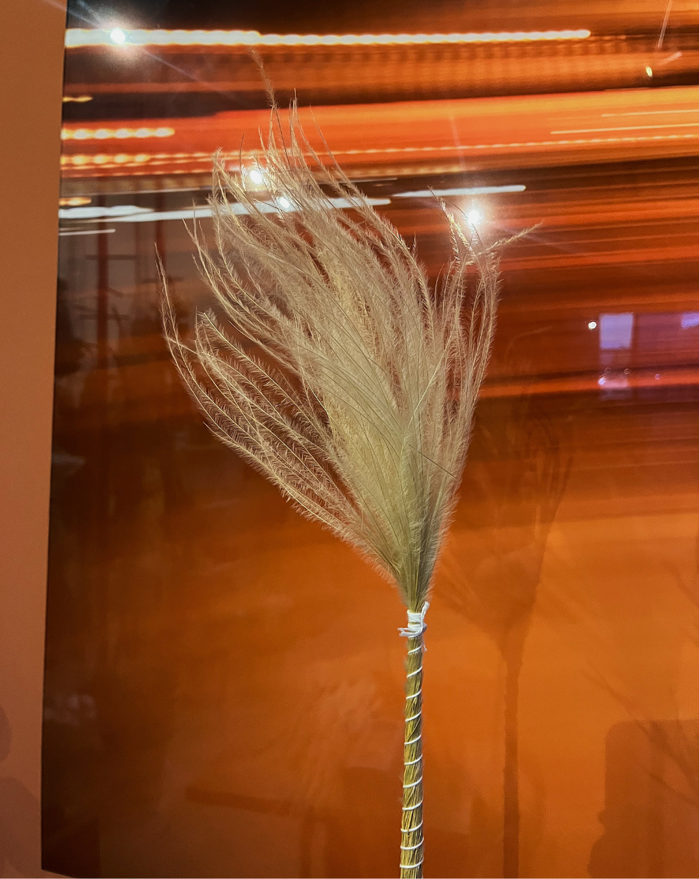 Plumas Stipa Pennata Crema