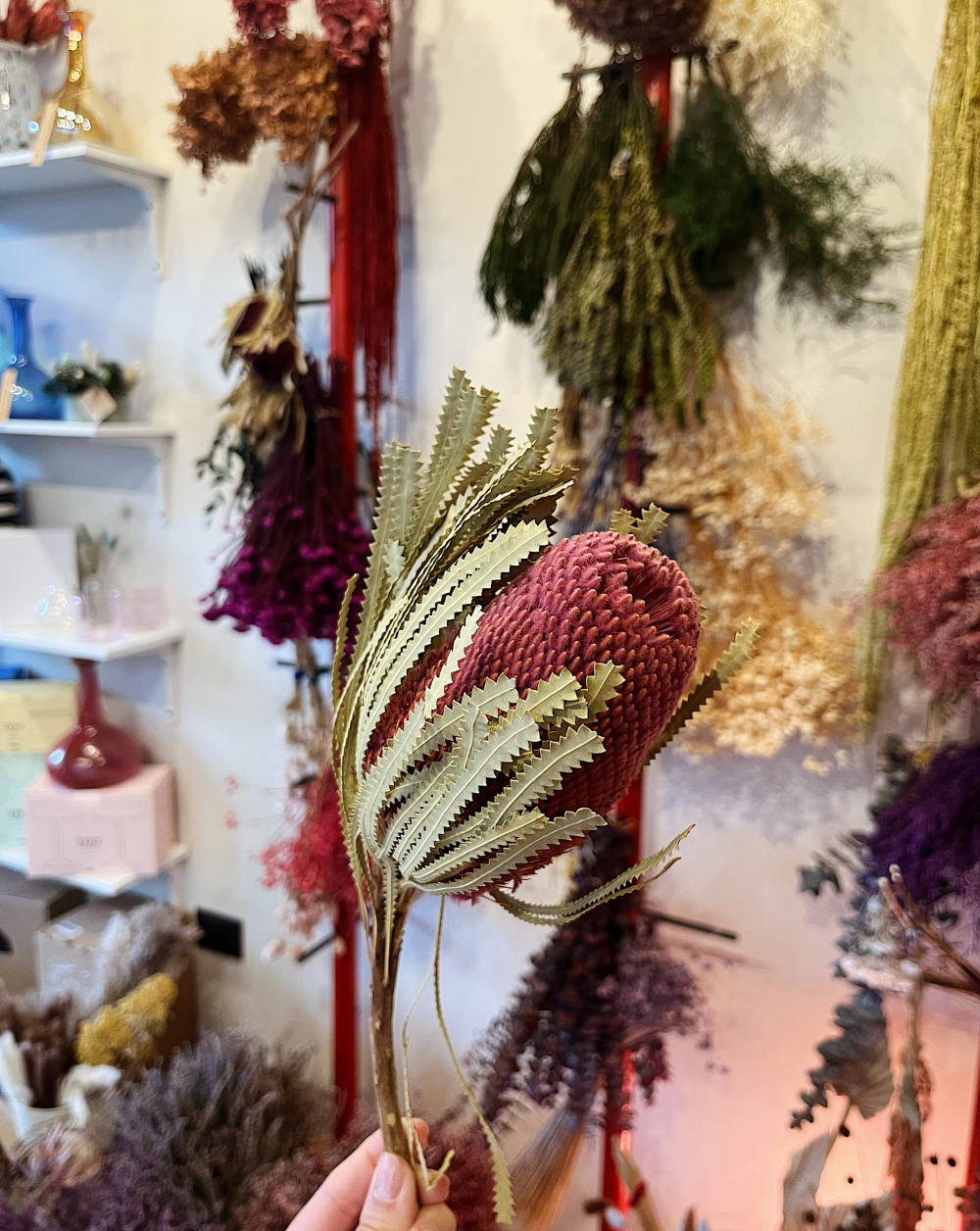 Banksia Rosada
