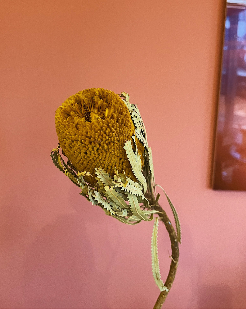 Banksia Amarilla