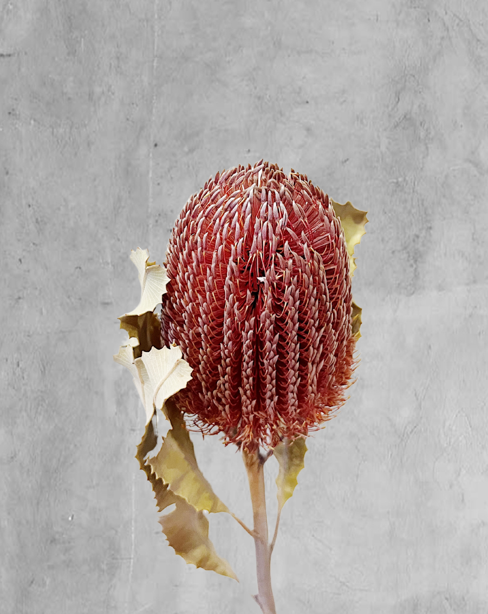 Banksia Menzi Rosada