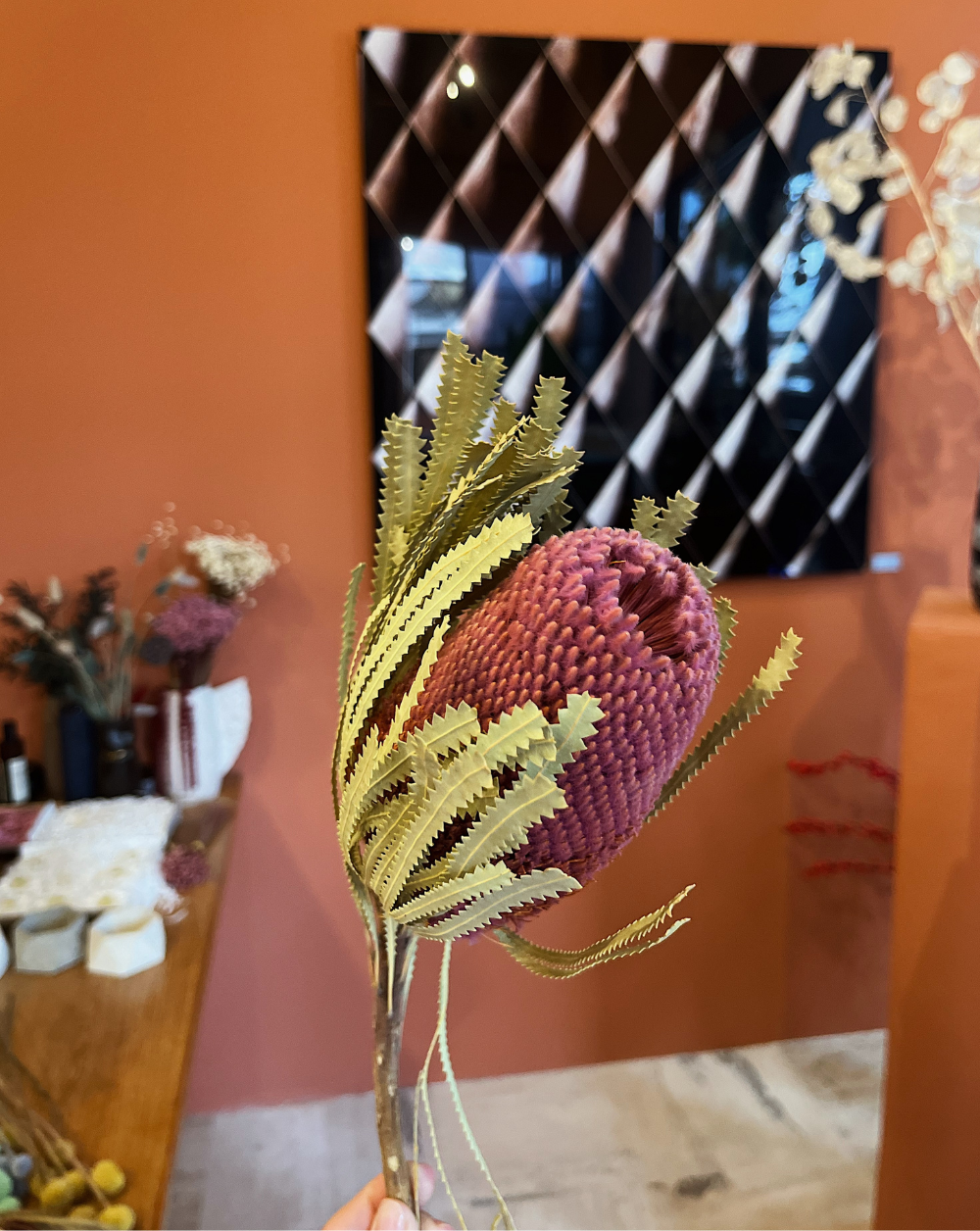 Banksia Rosada