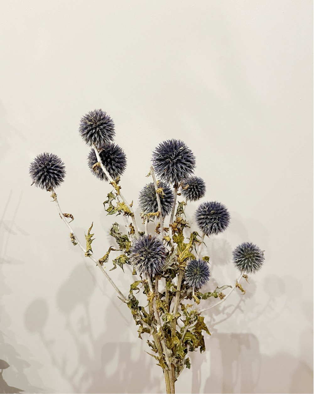 Echinops Azul