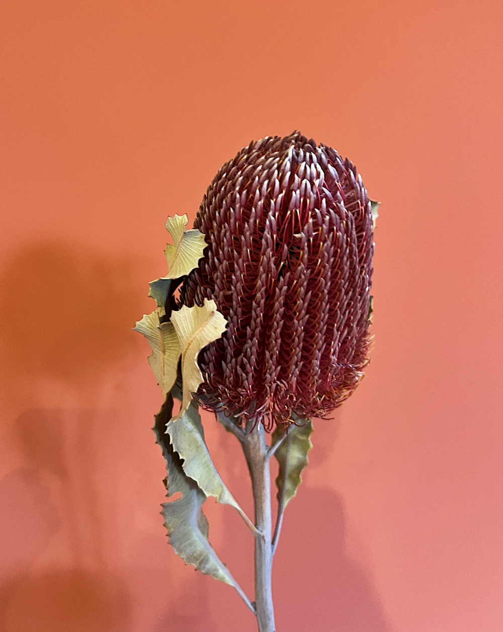 Banksia Menzi Rosada