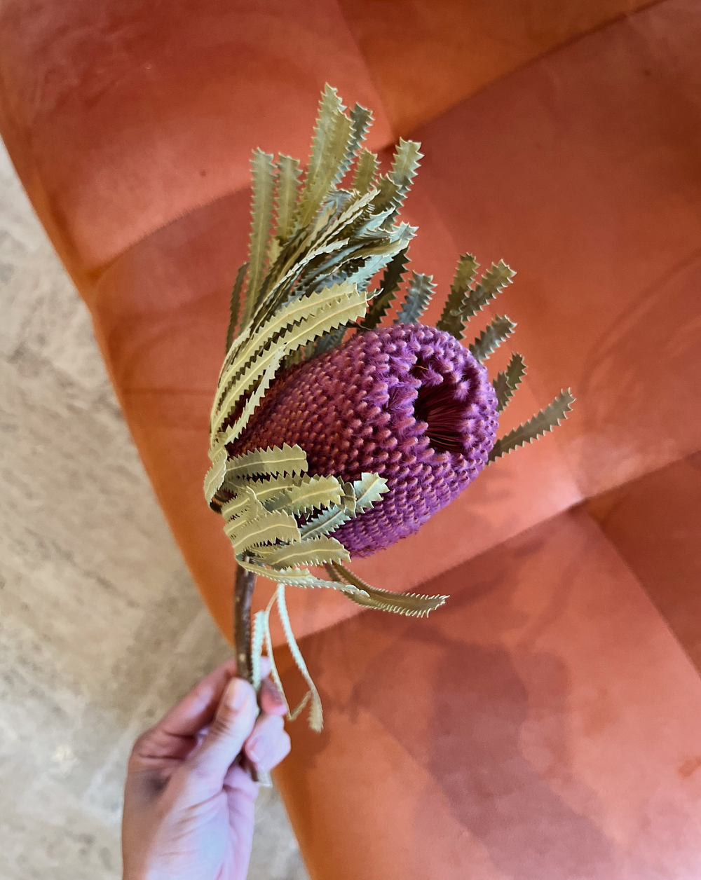 Banksia Rosada