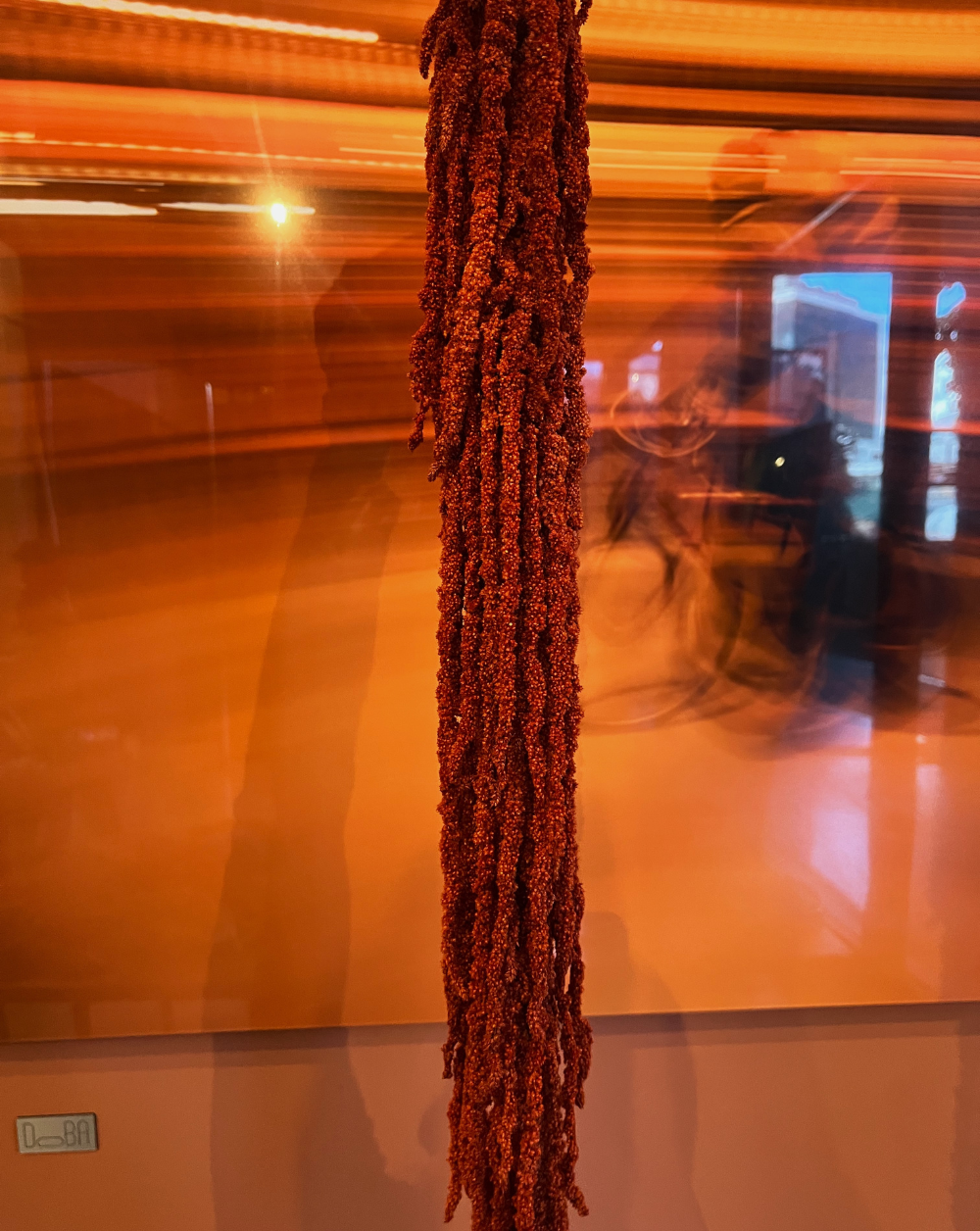 Amaranthus Colgante Naranja