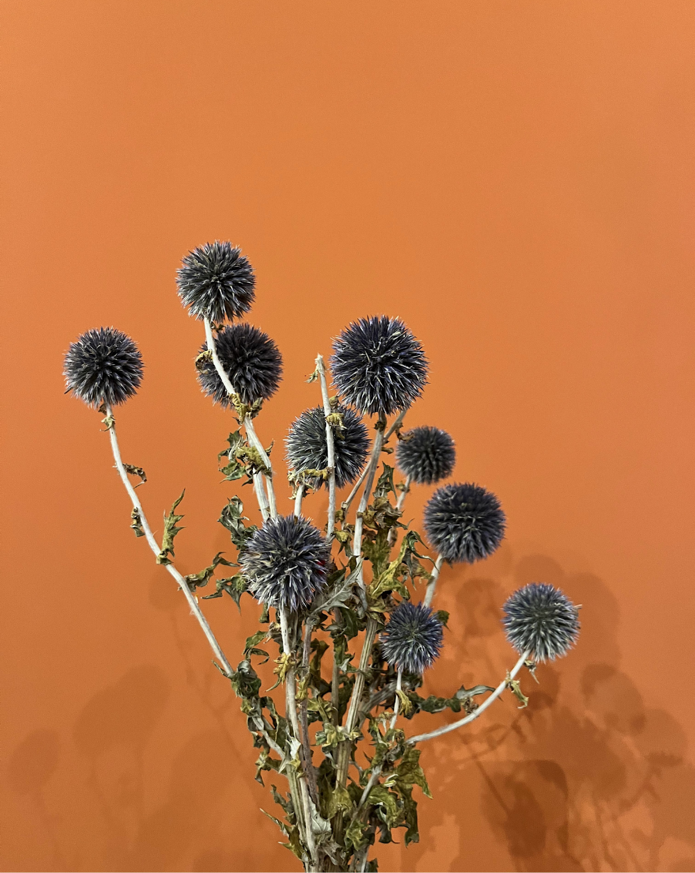 Echinops Azul