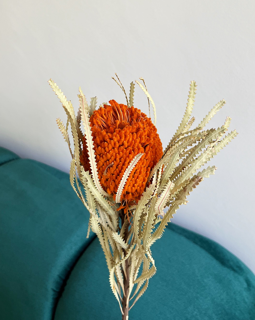 Banksia Naranja