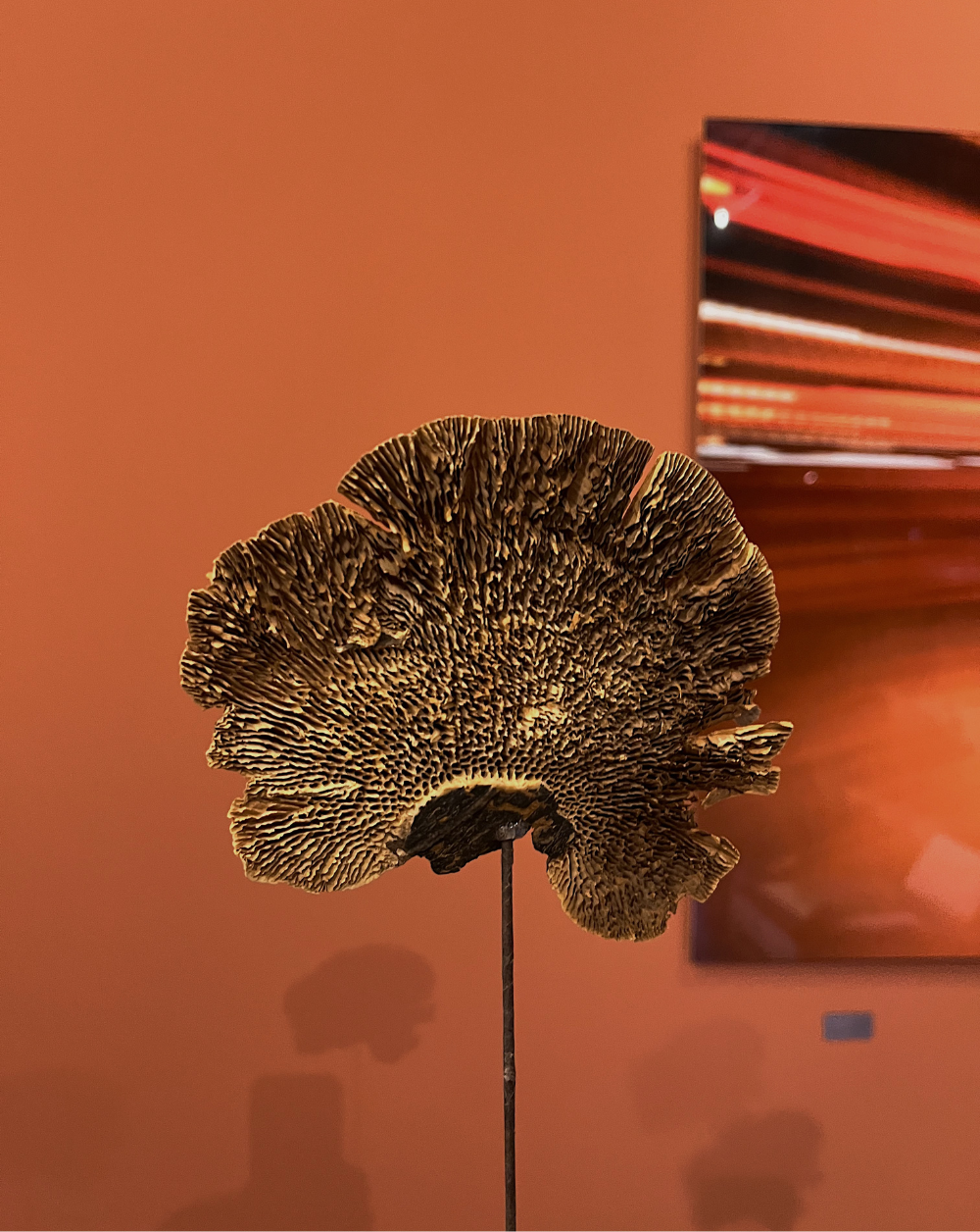 Hongos Terracota
