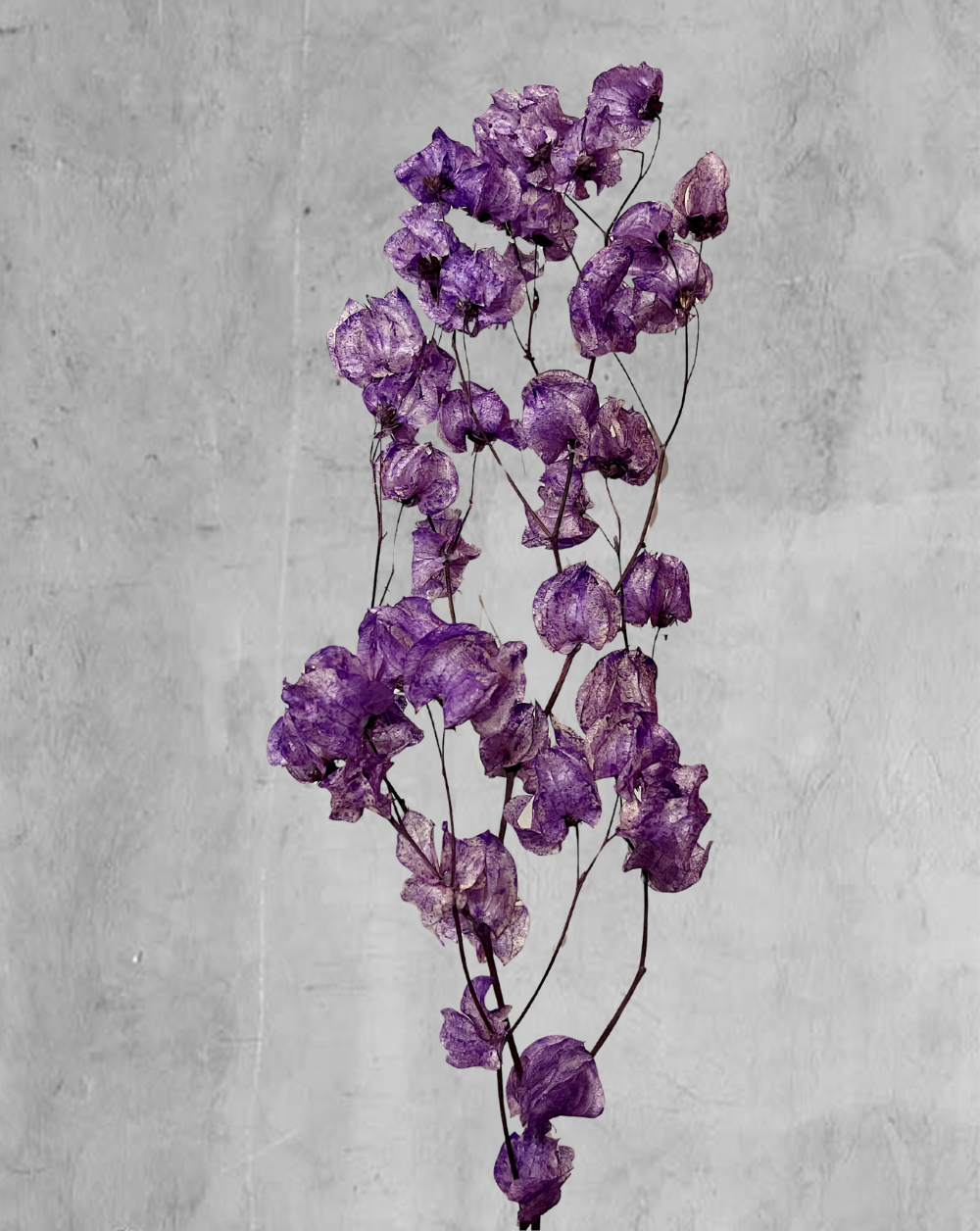 Bougainvillea morada