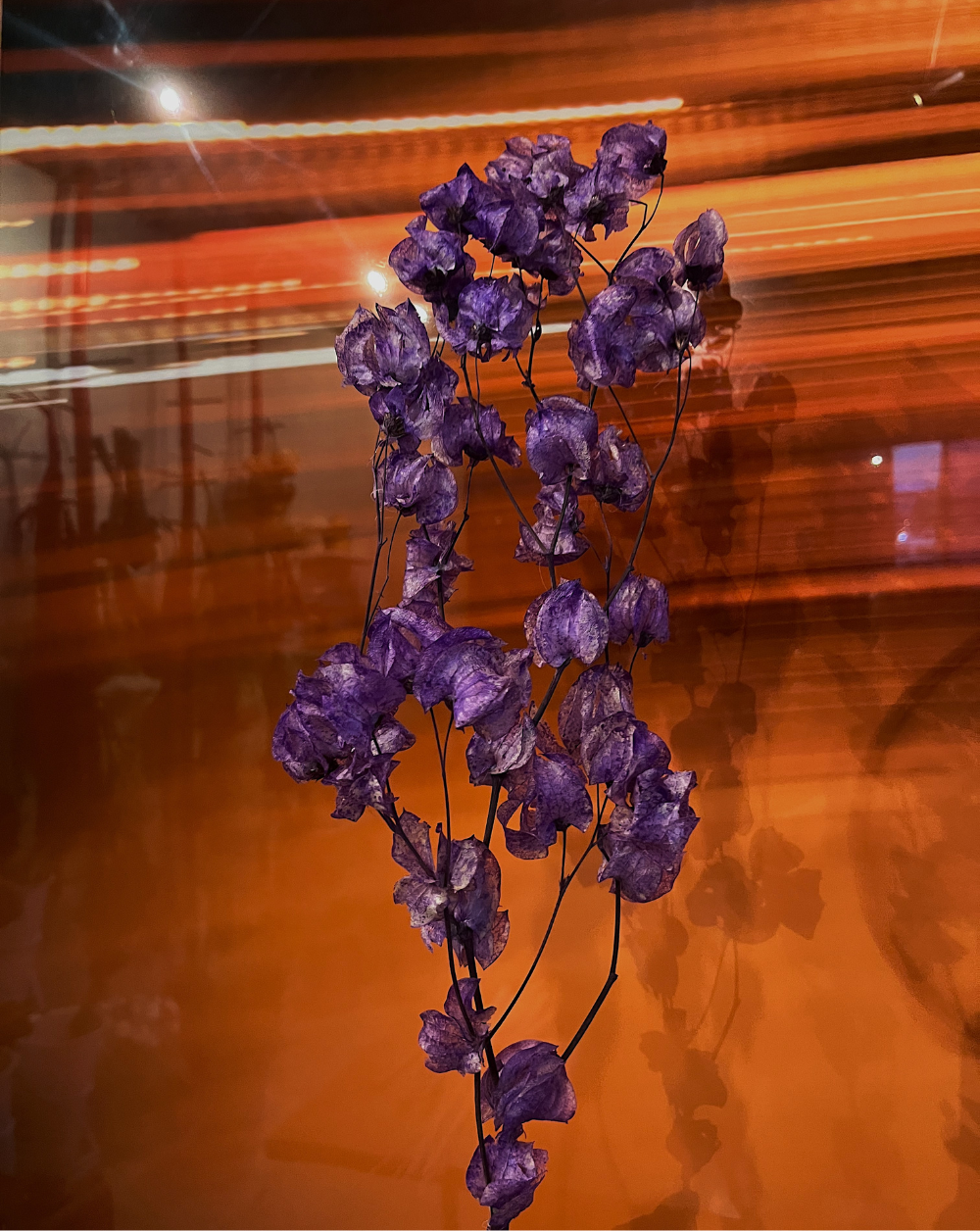 Bougainvillea morada