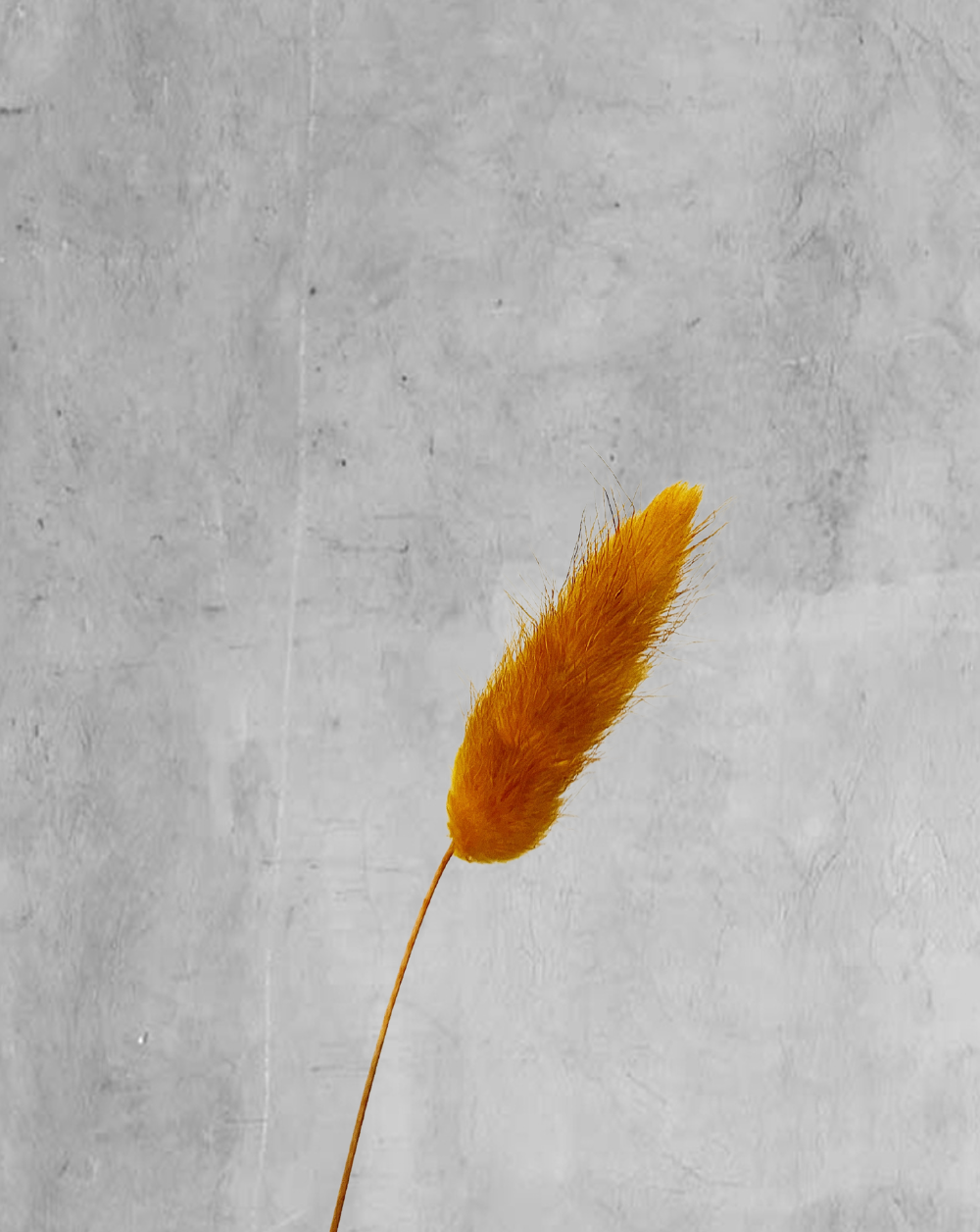 Colitas de Conejo Naranja