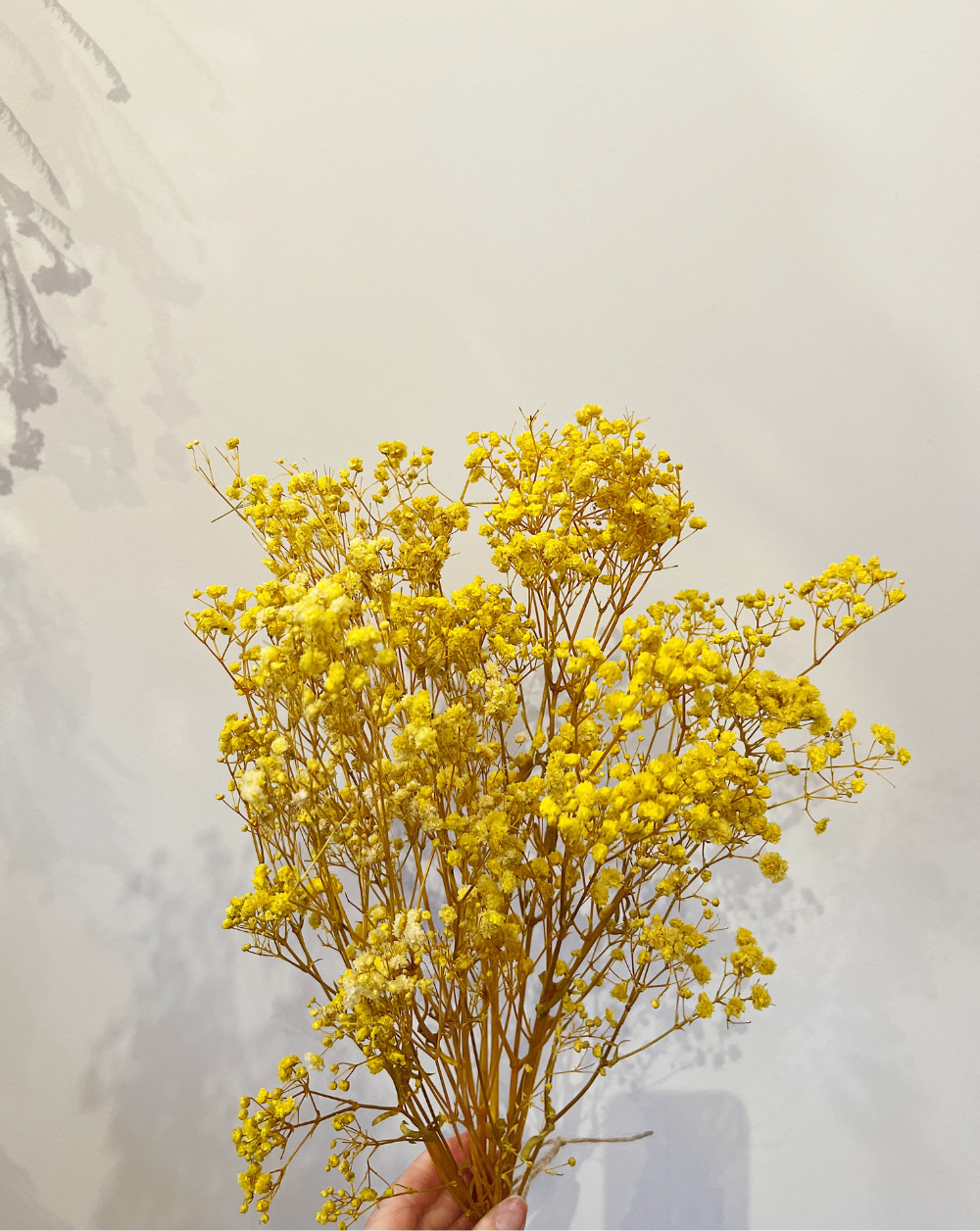 Gypsophilas Amarillas