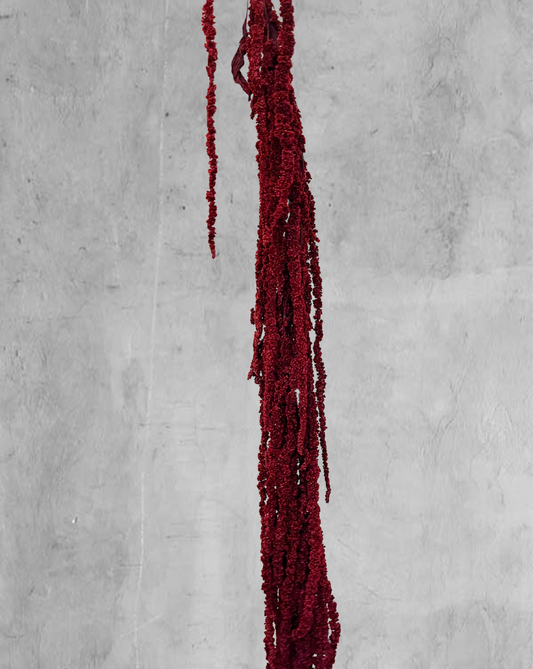 Amaranthus Colgante Vinotinto