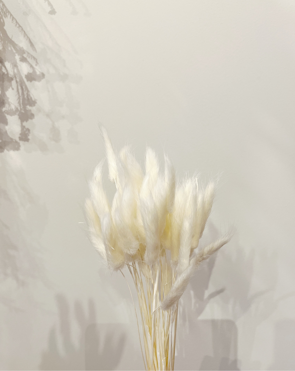 Colitas de Conejo Blancas