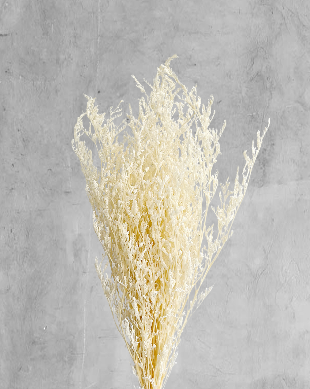 Caspia Blanca