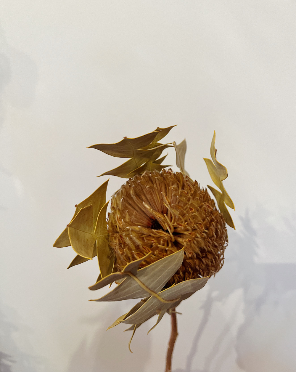 Banksia Beige Clásica
