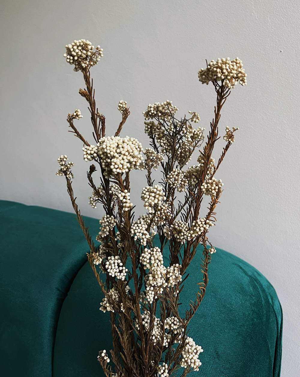 Rice Flower Blanco