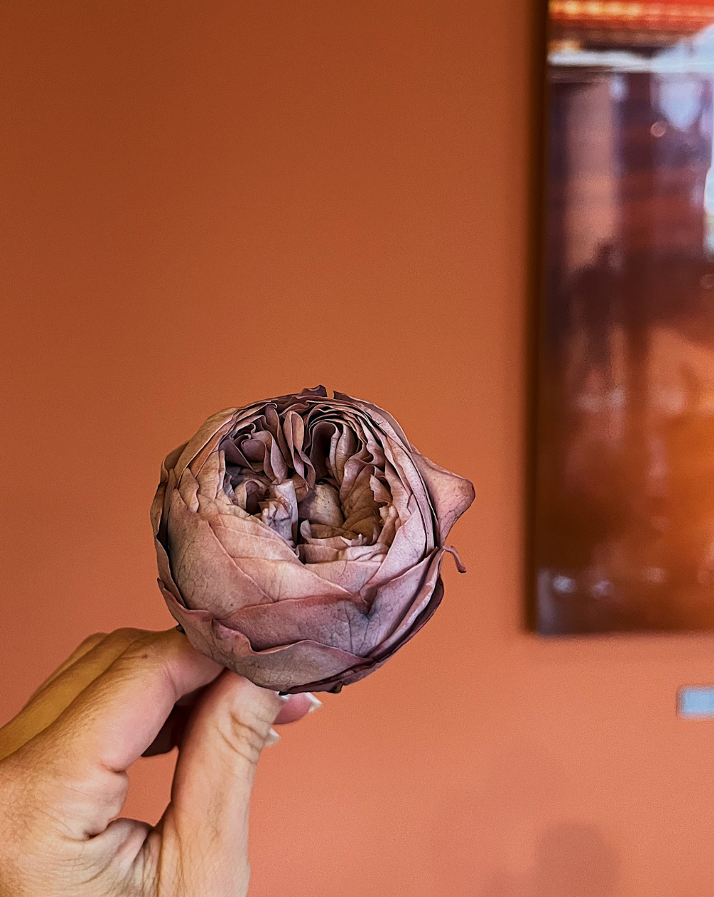 Peonía Preservada Rosa Viejo (Cabeza)