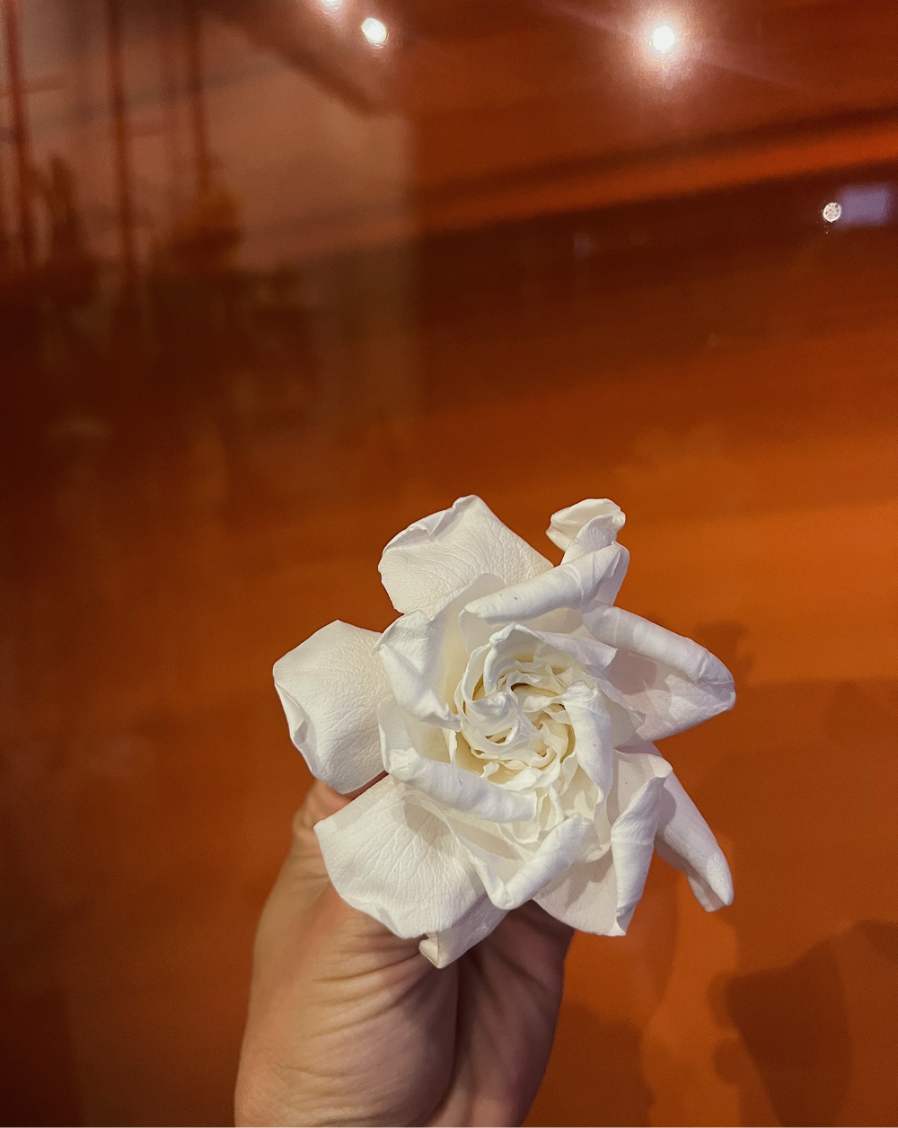 Gardenia blanca