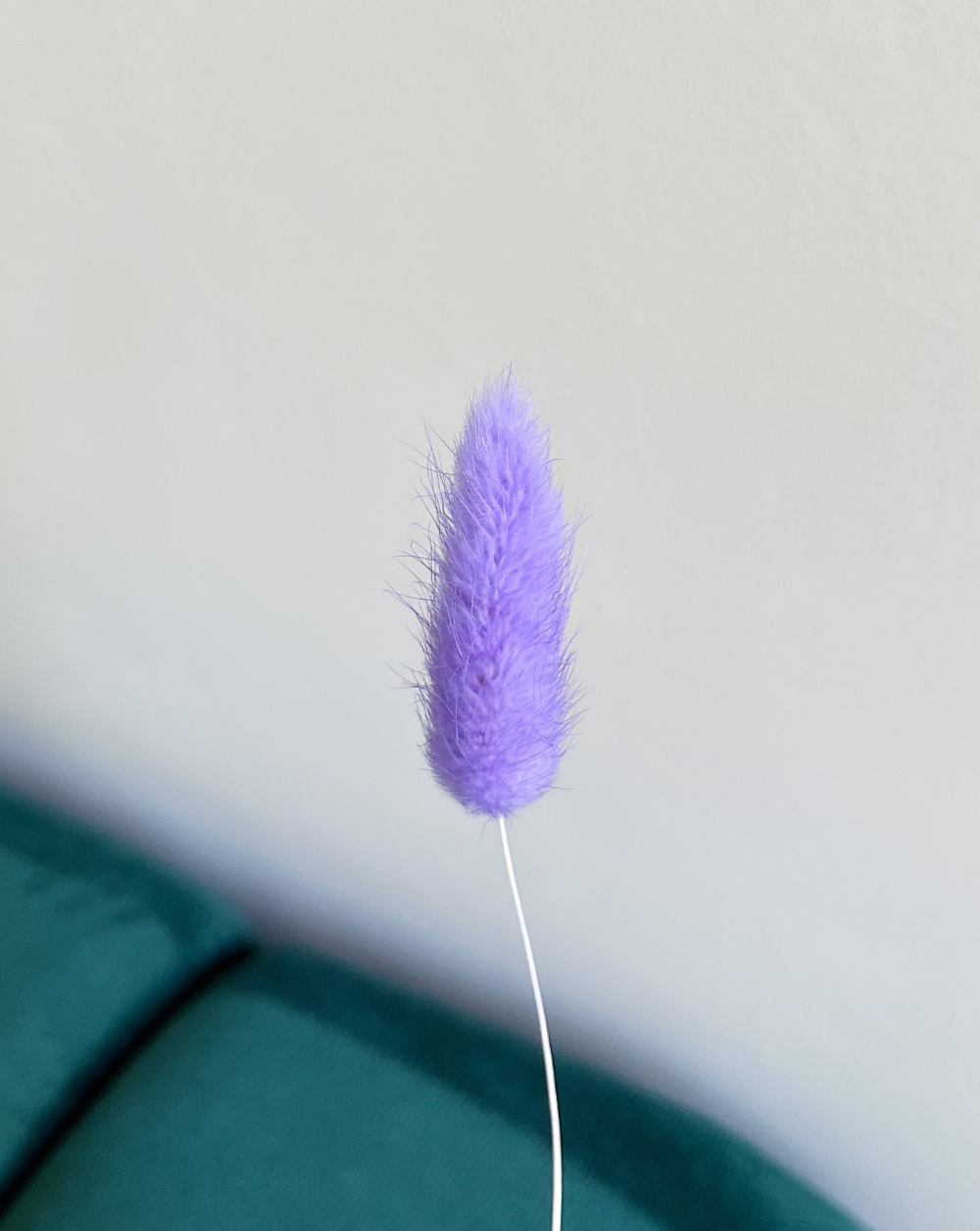 Colitas de Conejo Morado Claro