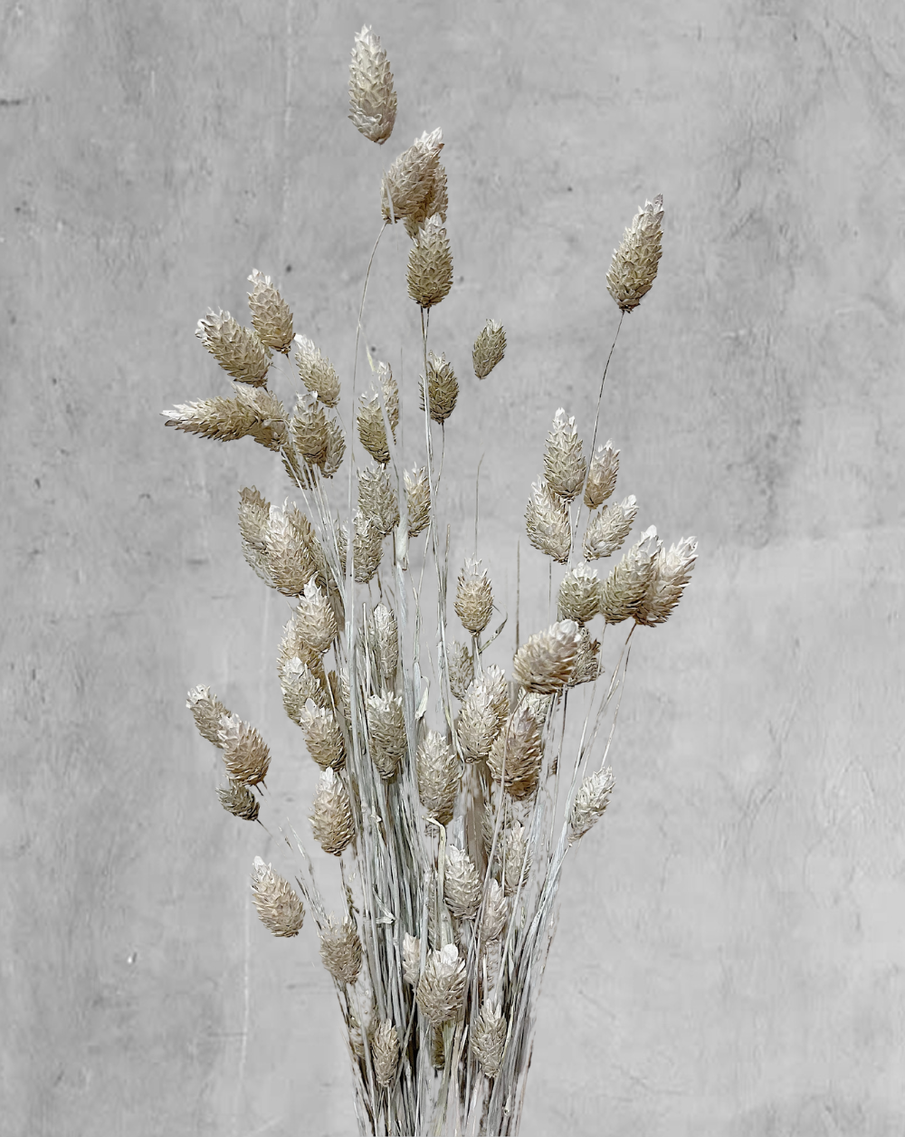 Phalaris Blanco
