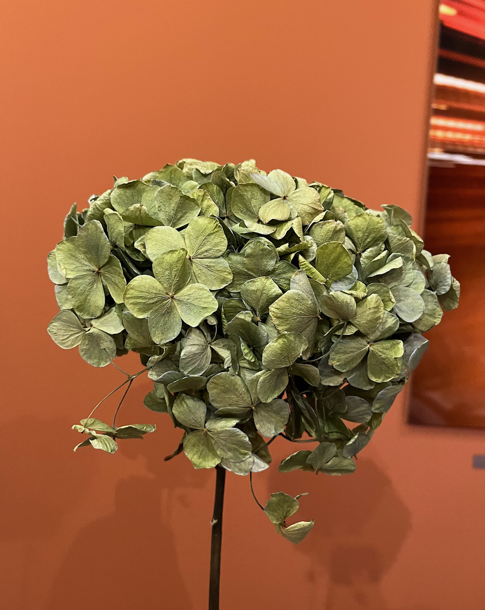 Hortensia Verde