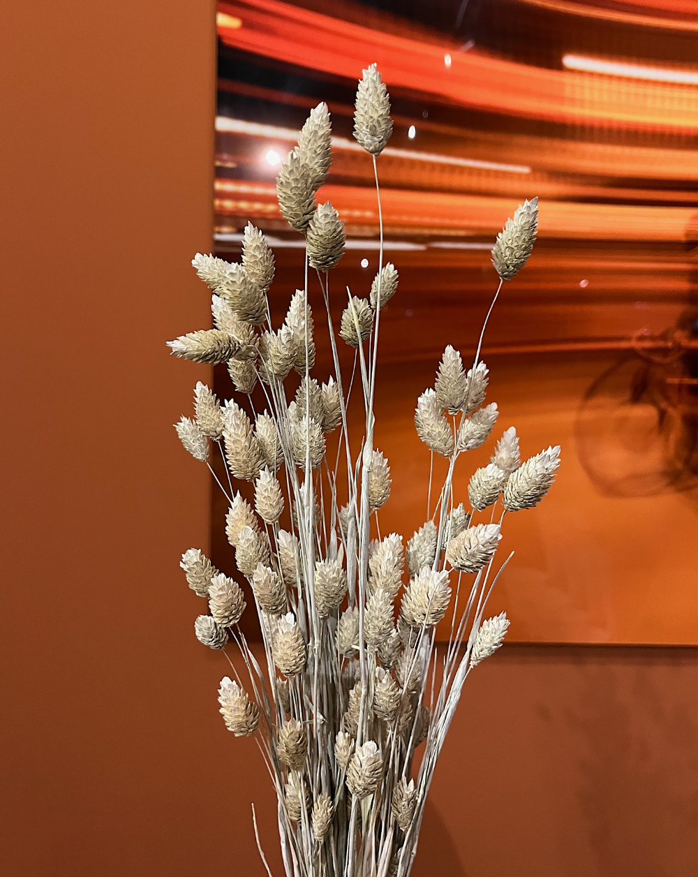 Phalaris Blanco