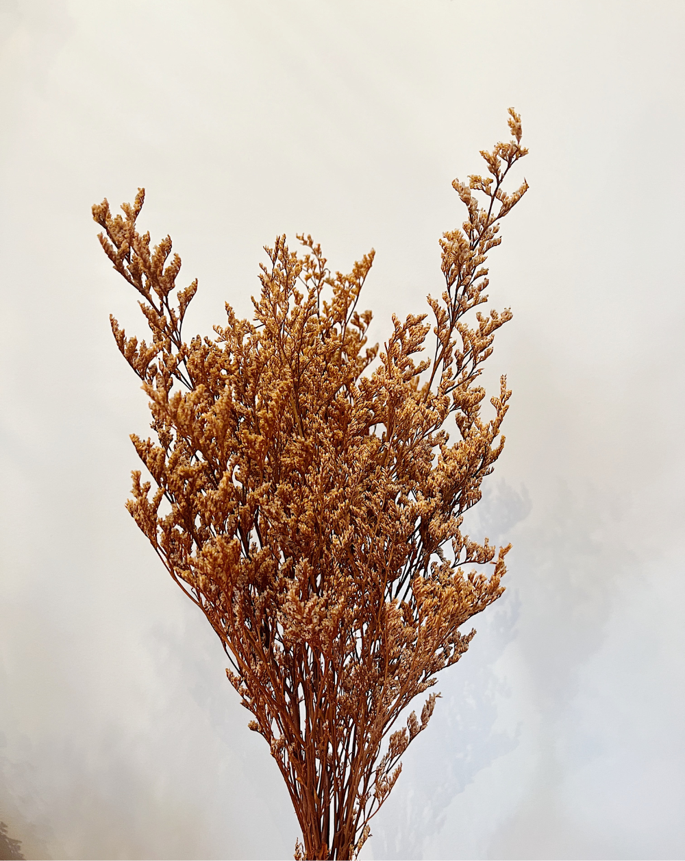 Caspia Terracota