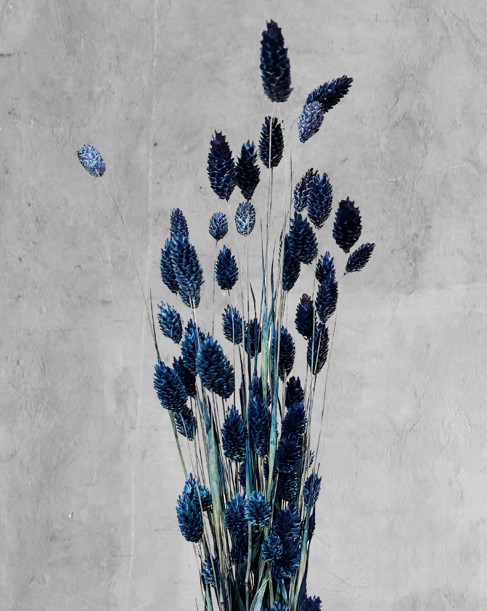 Phalaris Azul Marino