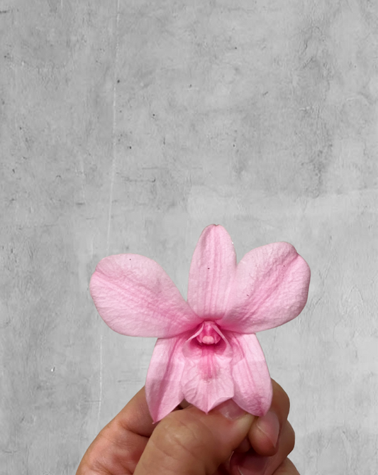 Orquidea Preservada color rosado
