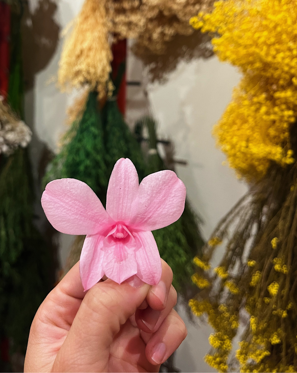 Orquidea Preservada color rosado