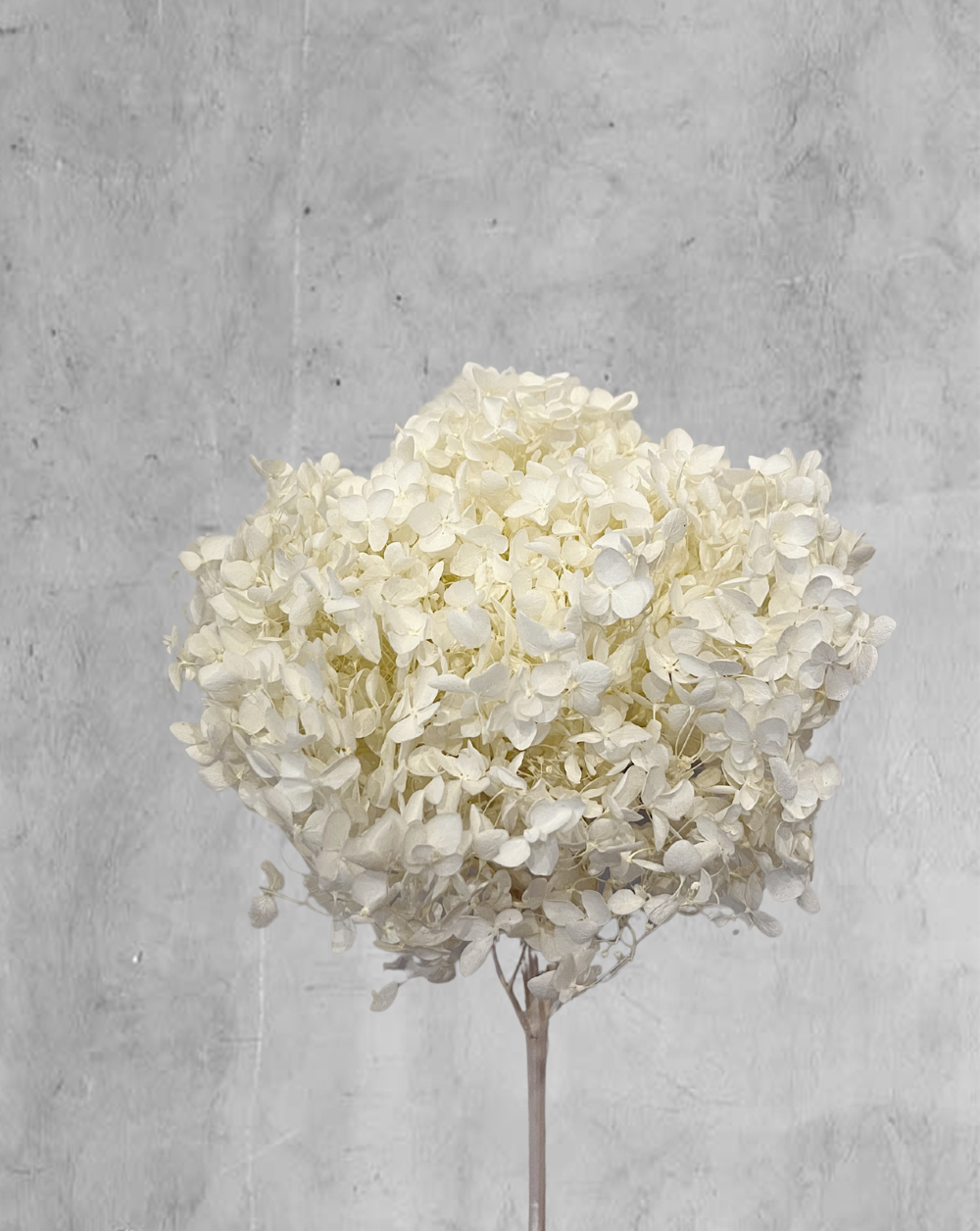 Hortensia Blanca Petit