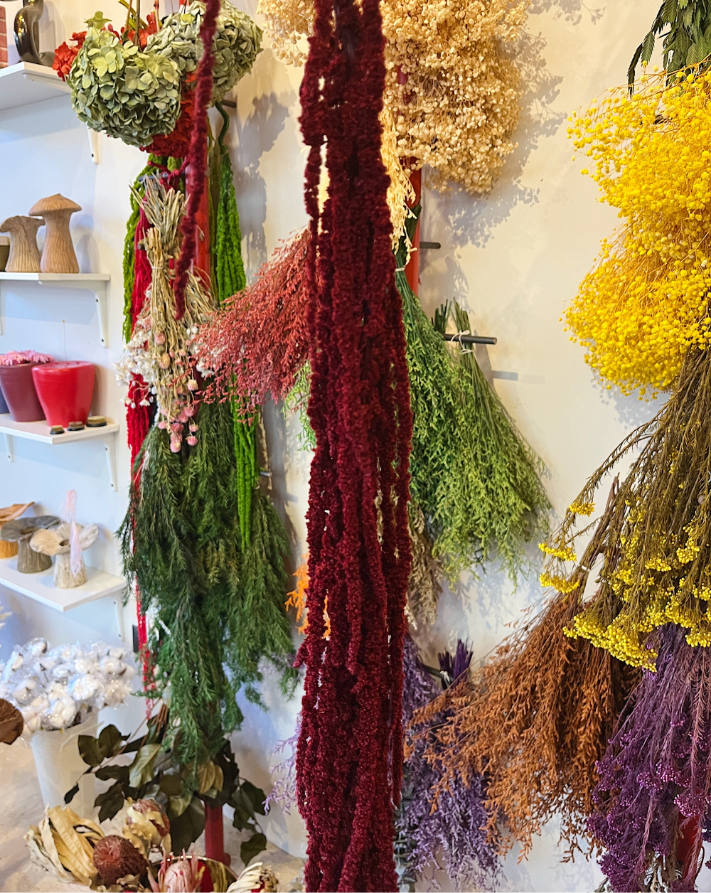 Amaranthus Colgante Vinotinto