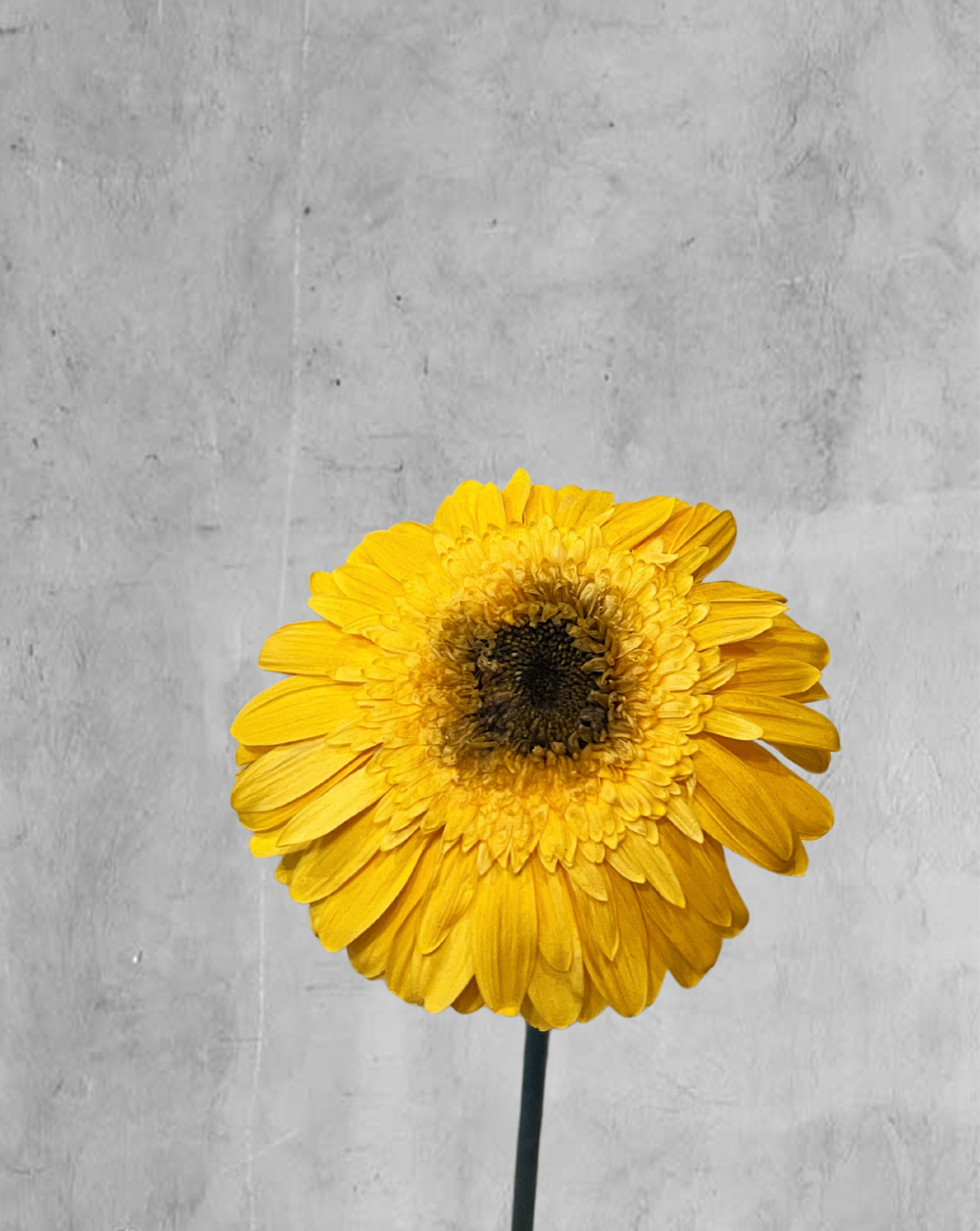 Gerbera amarilla