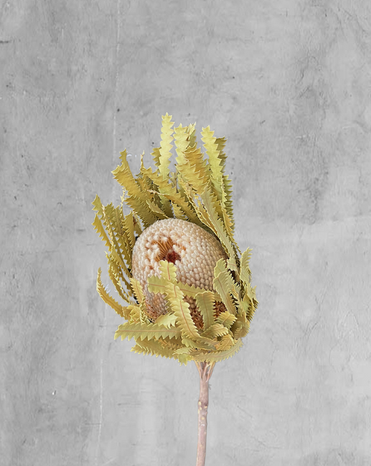 Banksia Beige Clásica