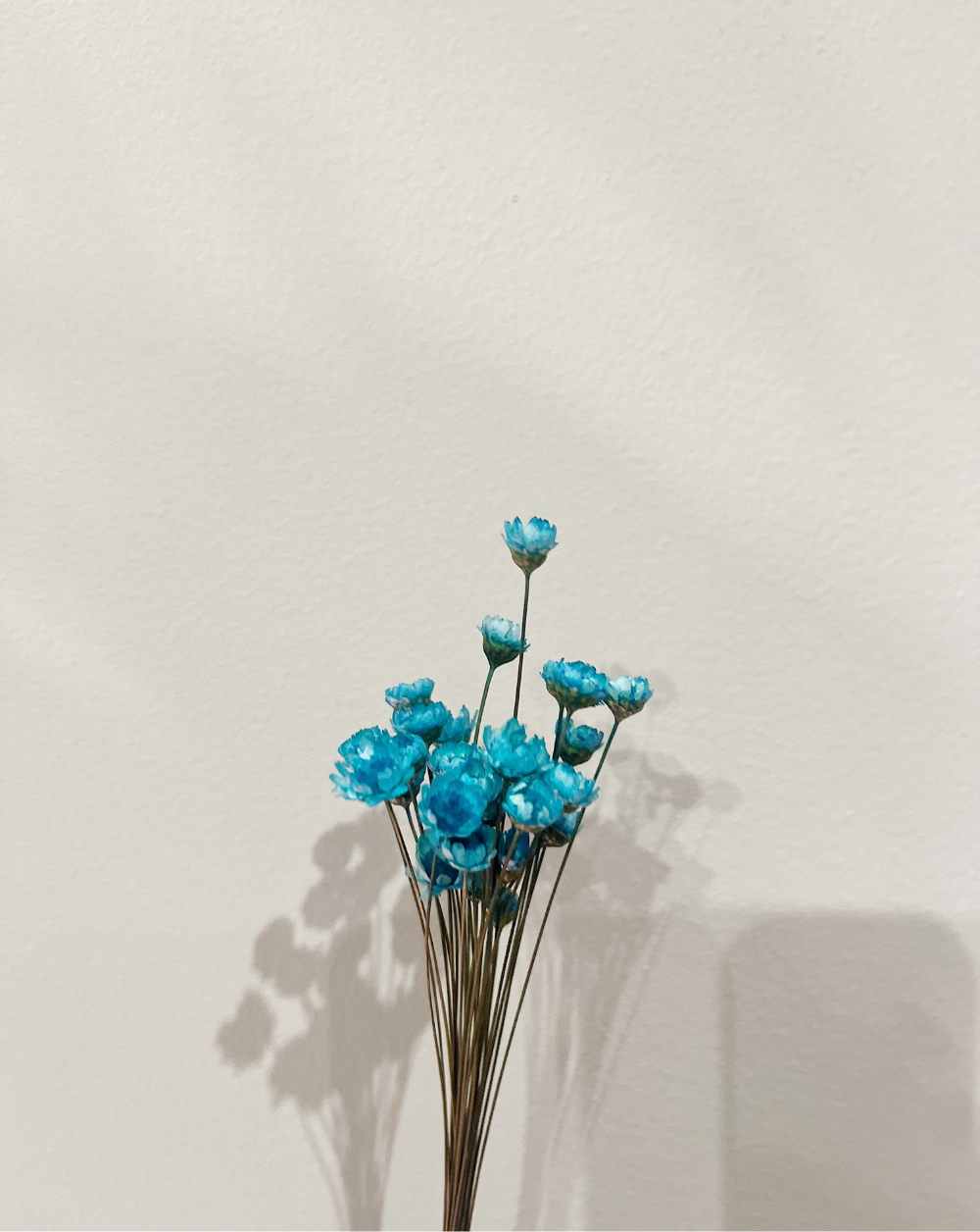 Starflower Turquesa