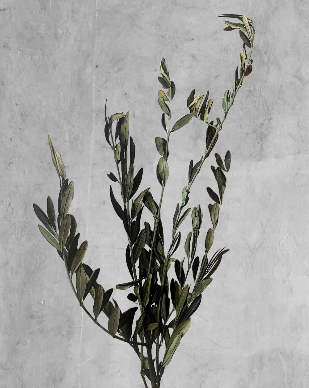Olive Tree