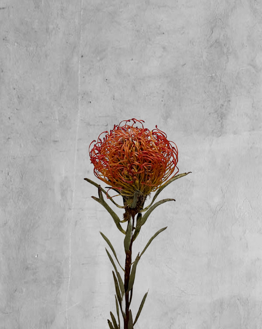 Leucospermum