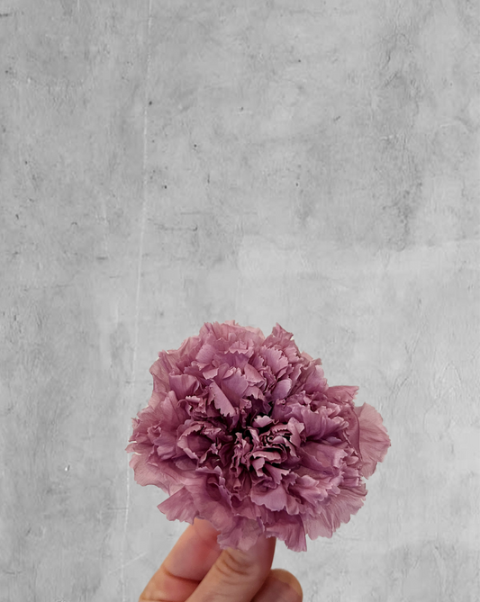 Carnation Preservada color morado