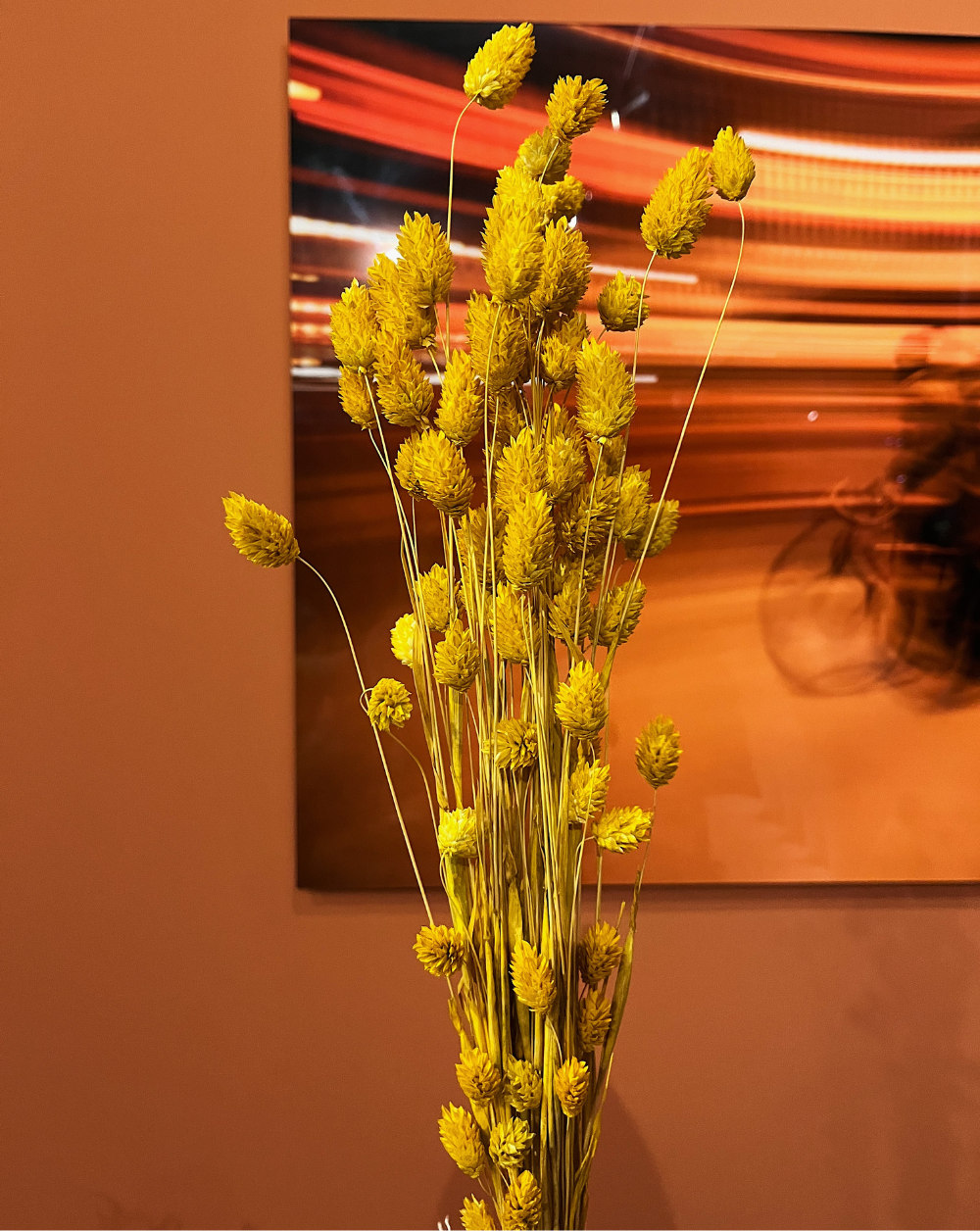 Phalaris Amarillo