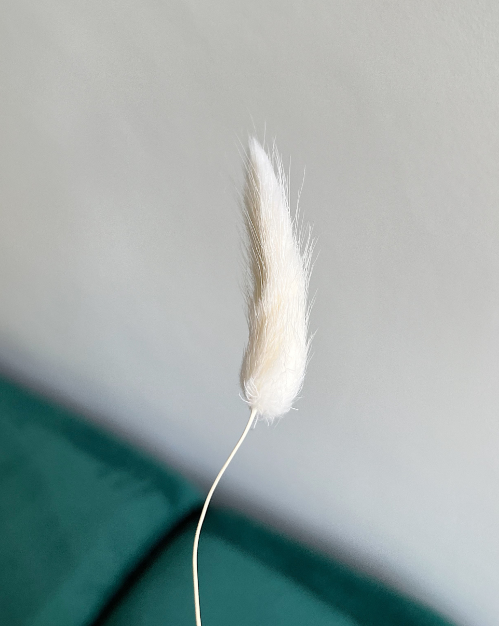 Colitas de Conejo Blancas